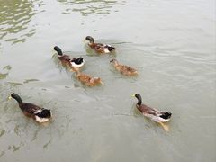 -玄武湖景区-情侣园游乐场