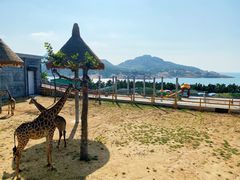 -西霞口神雕山野生动物世界