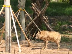 -北京野生动物园