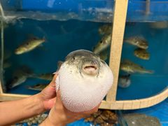 -天正河鲀·河豚亭(大连店)