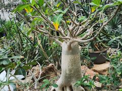 -北京植物园-展览温室