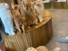 -飞行喵MR PILOT|猫舍·猫咖(静安大融城店)