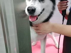 -宠福鑫康馨动物医院·骨科·眼科