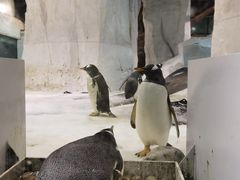 -大连圣亚海洋世界