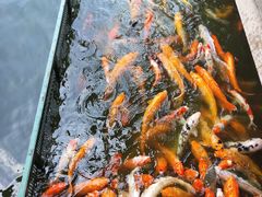 -广东圆玄道观
