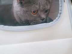 -小叮当动物医院·骨科·眼科