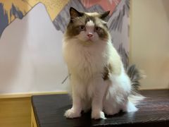 -滚猫咖啡·猫咖·猫友好撸猫(未来城店)