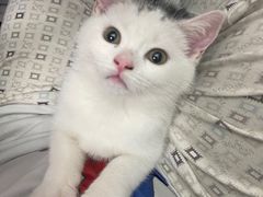 -lincat·猫舍(广州店)