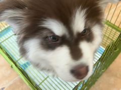 -Let's go狗咖·猫咖·奶狗·桌游(春熙路IFS店)