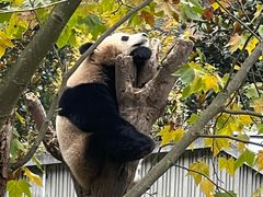 -卧龙中华大熊猫苑神树坪基地