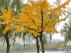 -新虹桥中心花园