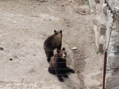 -哈尔滨北方森林动物园