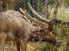 -青藏高原野生动物园