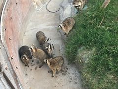 -灵玲国际马戏城