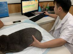 -菲丽丝宠物医院·24小时·猫科中心·免疫点(淮海分院)