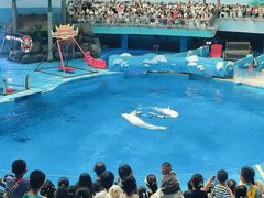 -海合安成都极地海洋公园
