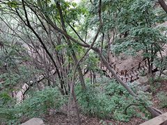 -大岭沟猕猴桃谷风景区