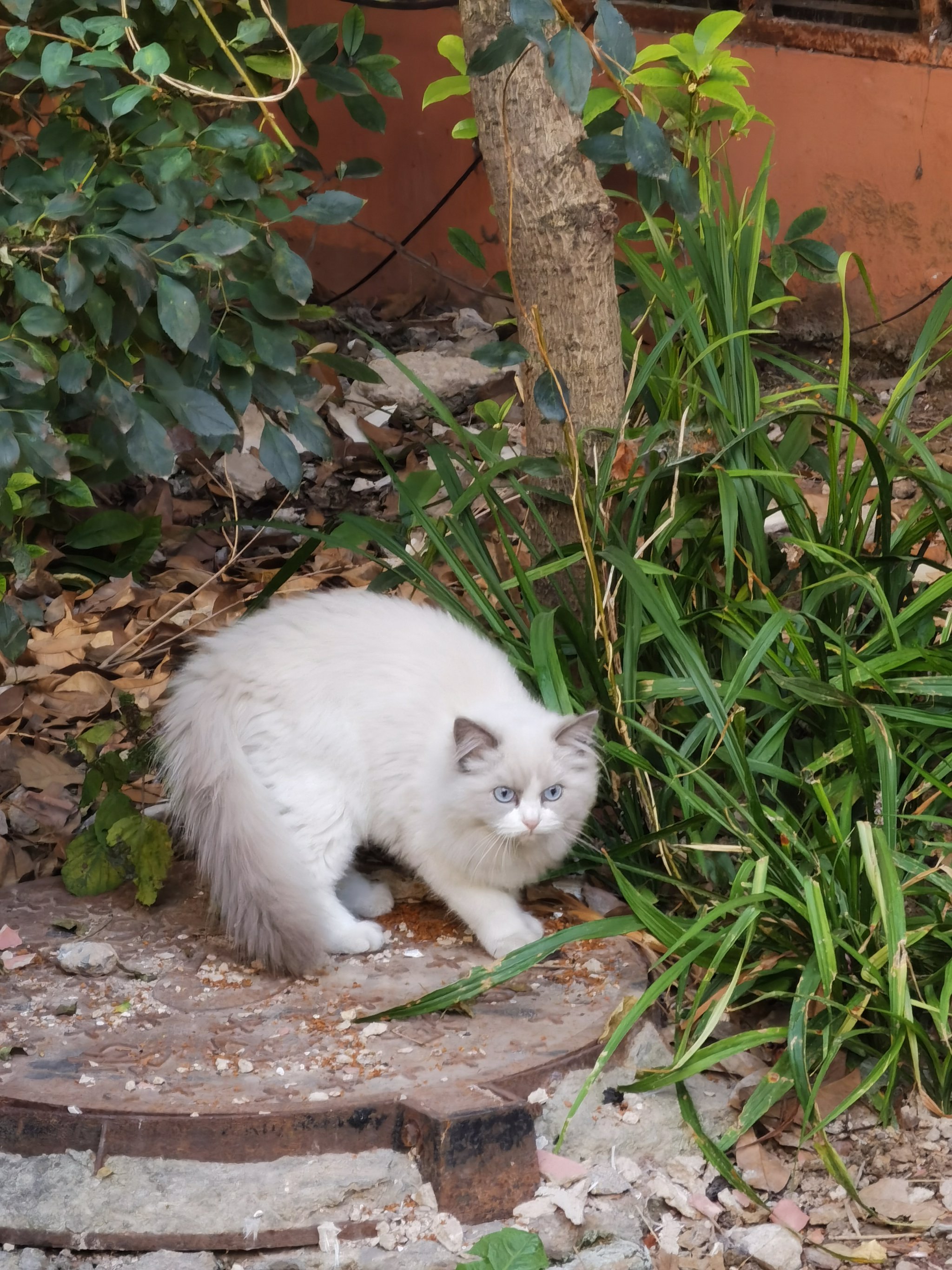 鳌拜猫多少钱一只图片