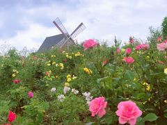 -海上花岛玫瑰园采摘