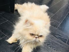 -猫色咖啡·猫咖