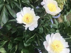 -瑶湖郊野森林公园