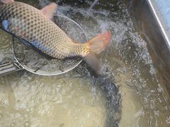 -庆岭迎宾园正宗活鱼馆