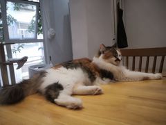 -是阿柴呀！柴犬咖啡·爱喵喵猫咖
