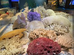 -贝林大翅鲸简餐厅(国家海洋博物馆店)