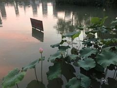 -青枫公园