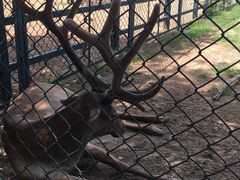 -北京麋鹿生态实验中心