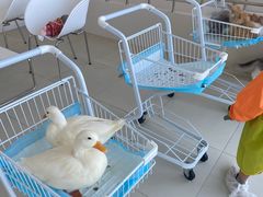 -怪兽屋·羊驼·猫咖·狗咖(俊华广场店)