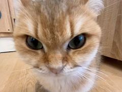 -有喵·猫咖·狗咖·40+猫狗有小奶狗(岗厦店)