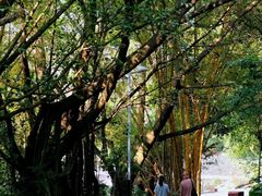 -水濂山森林公园