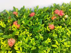 -三亚亚龙湾铂尔曼别墅度假酒店
