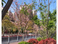 -顾村公园