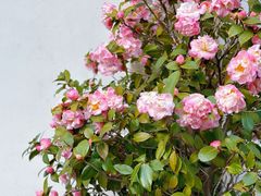 -青果巷历史文化街区