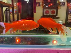 -粗粮人家·东北菜(洋桥店)