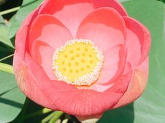 -西青郊野公园