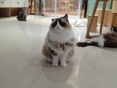 -藏猫猫咖啡主题馆(中央大道店)