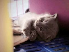 -我爱吾宠宠物美容院(朝阳路店)