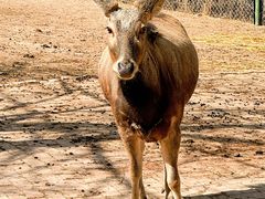 -青藏高原野生动物园