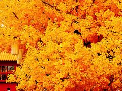 -龙湖杭州滨江天街