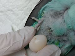 -博特宠物医院24h犬猫全科.骨科·异宠