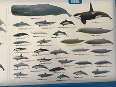 -上海海洋大学鱼文化博物馆(军工路校区)