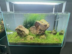 -ADA自然水景世界