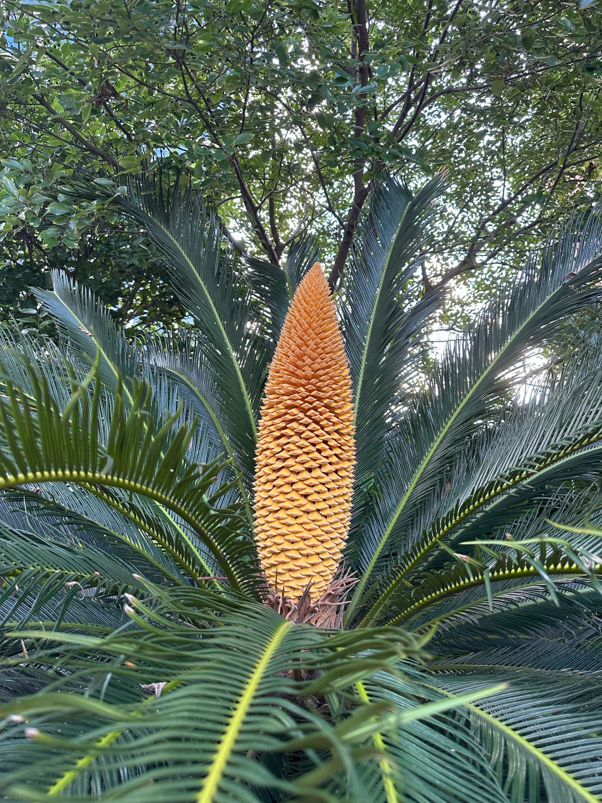 铁树开花