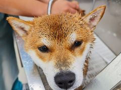 -北京观赏动物医院·24小时大型综合·猫专科·异宠专科