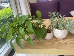 -SILKTONE诗丽堂美容