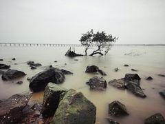 -宝安西湾红树林湿地公园