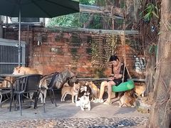 -柴犬高等学院·狗咖·柴犬售卖·宠物训练